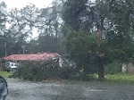 Storm damage fallen trees